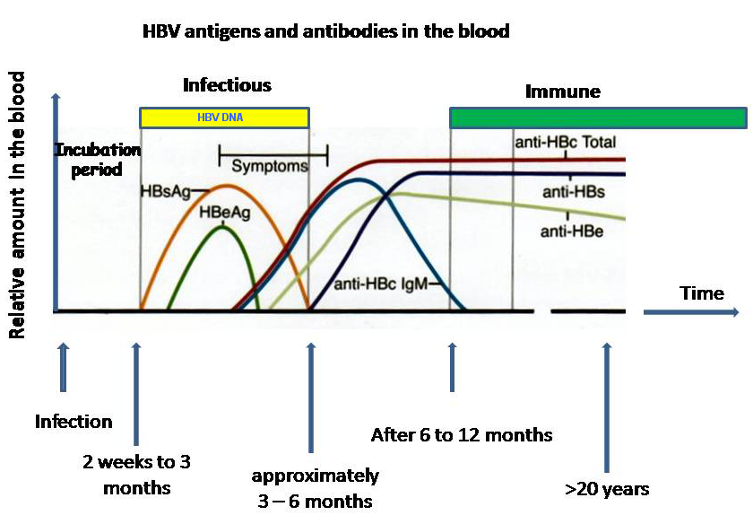 Hepatitis B laboratory tests - wikidoc